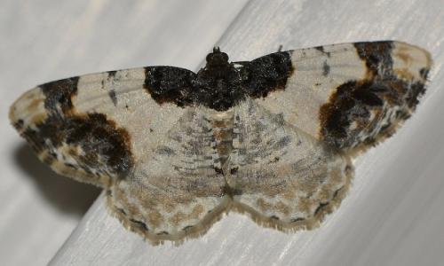 Réf. 225 977 : Ligdia adustata
